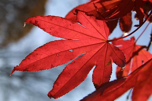 Take Great Fall Foliage Shots - Here's How!