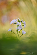 Sigma 70mm f/2.8 DG Macro Art Lens for Canon EF