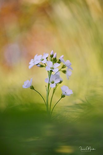 Sigma 70mm F2.8 DG Macro Art Lens (Filter Thread 49mm)