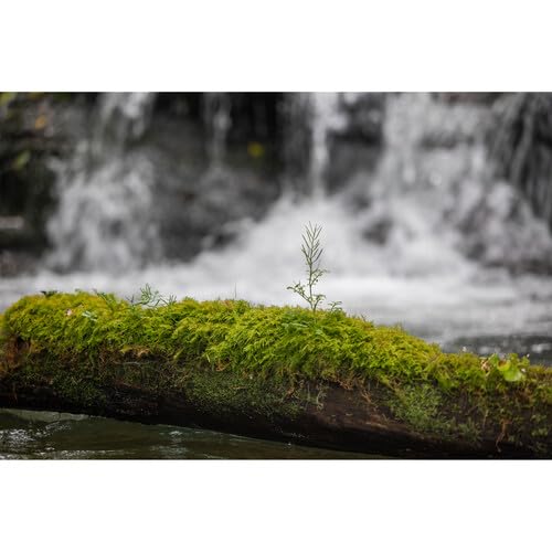 Sigma 28-105mm F2.8 DG DN for Sony Mount - Parent