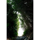 Sigma 10-18mm f/2.8 DC DN Contemporary Lens (Canon-RF)