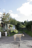 Canon EF-S 17-85mm f/4-5.6 is USM