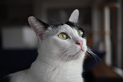 NIKON NIKKOR Z DX 24mm f/1.7